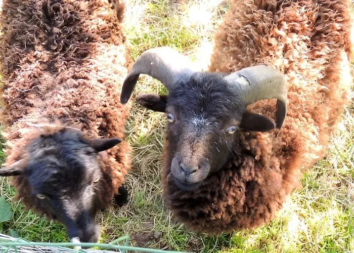 Bienvenue A La Seliniere ! * Champ-du-Boult